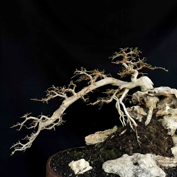 Detail Gambar Bonsai Serut Juara Nomer 45