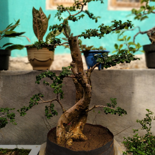 Detail Gambar Bonsai Serut Juara Nomer 52