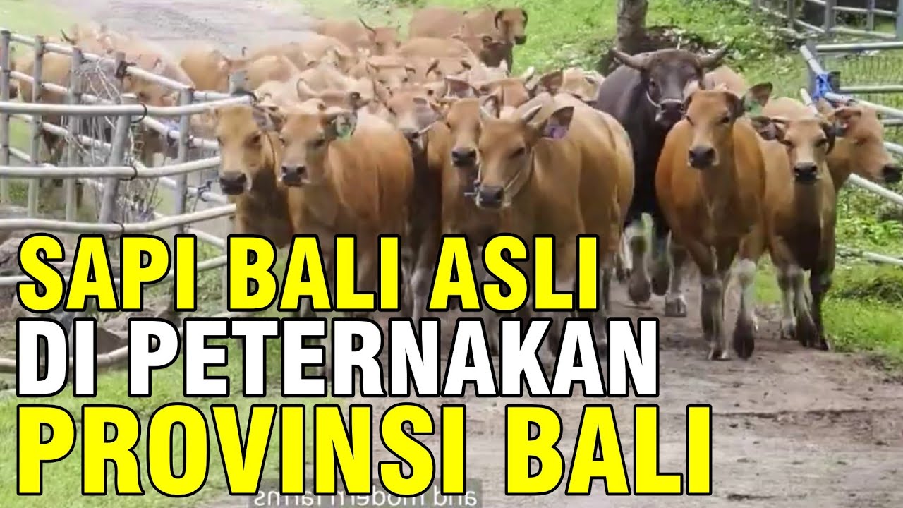 Detail Gambar Breeding Farm Sapi Bali Nomer 12