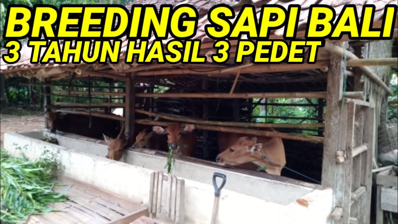 Detail Gambar Breeding Farm Sapi Bali Nomer 13