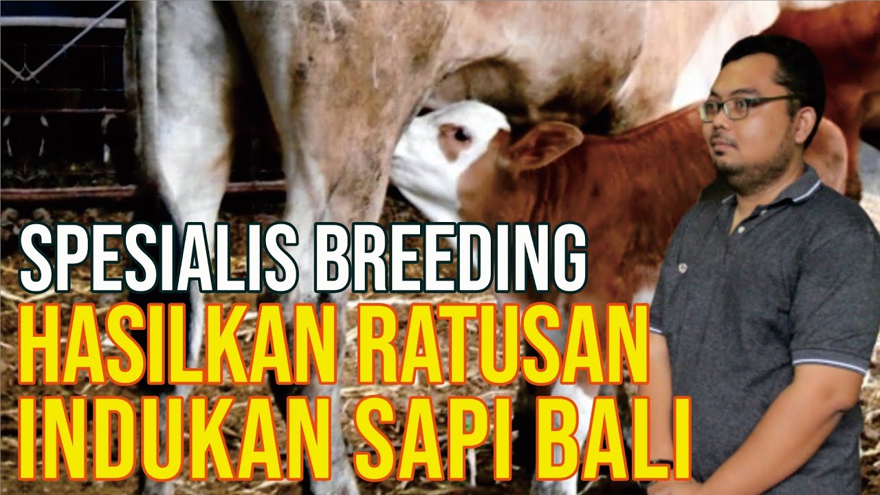 Detail Gambar Breeding Farm Sapi Bali Nomer 14