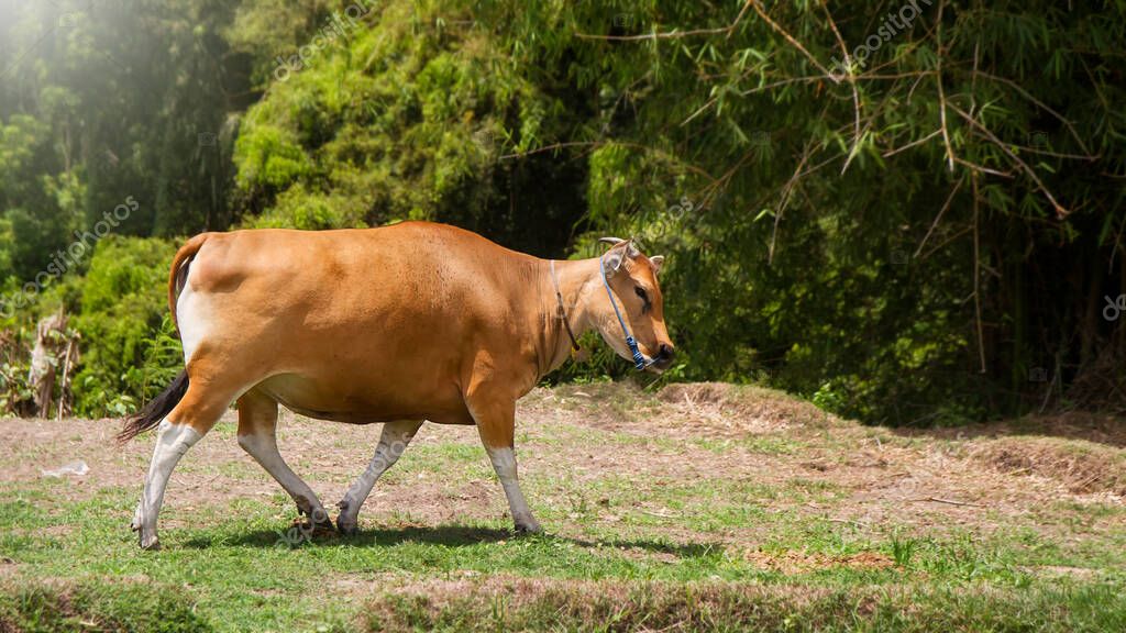 Detail Gambar Breeding Farm Sapi Bali Nomer 19