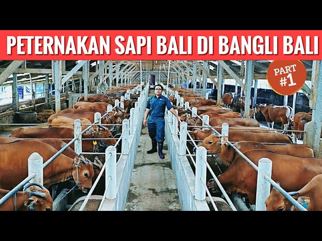 Detail Gambar Breeding Farm Sapi Bali Nomer 3