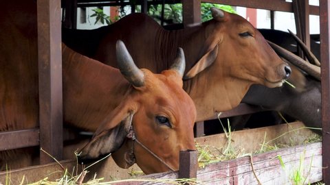 Detail Gambar Breeding Farm Sapi Bali Nomer 23