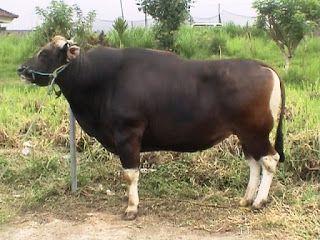 Detail Gambar Breeding Farm Sapi Bali Nomer 6