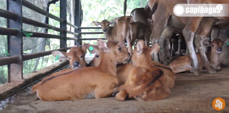 Detail Gambar Breeding Farm Sapi Bali Nomer 8