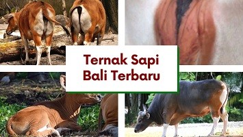 Detail Gambar Breeding Farm Sapi Bali Nomer 9