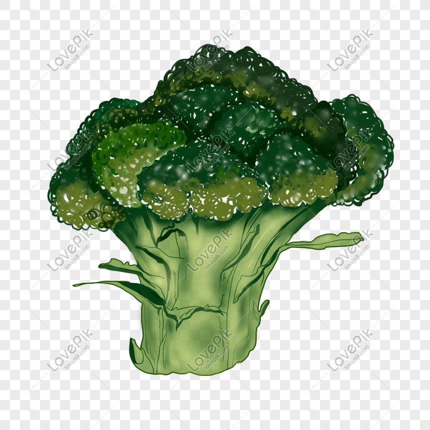 Detail Gambar Brokoli Hijau Nomer 53