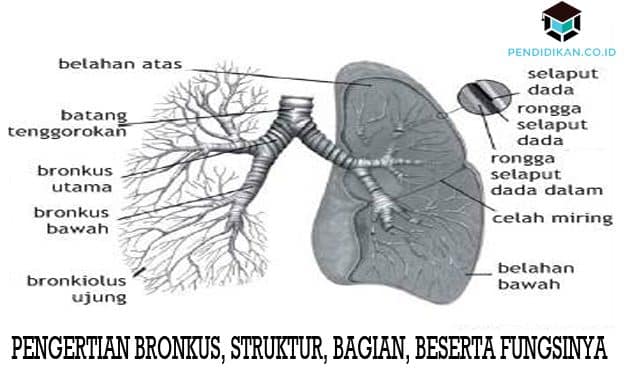 Detail Gambar Bronkus Bronkiolus Nomer 15