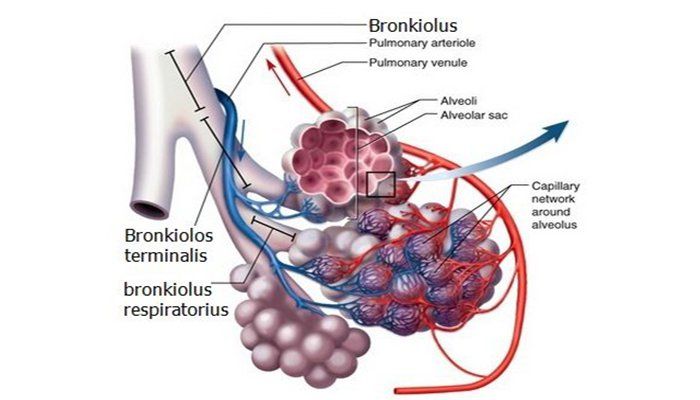 Detail Gambar Bronkus Bronkiolus Nomer 32