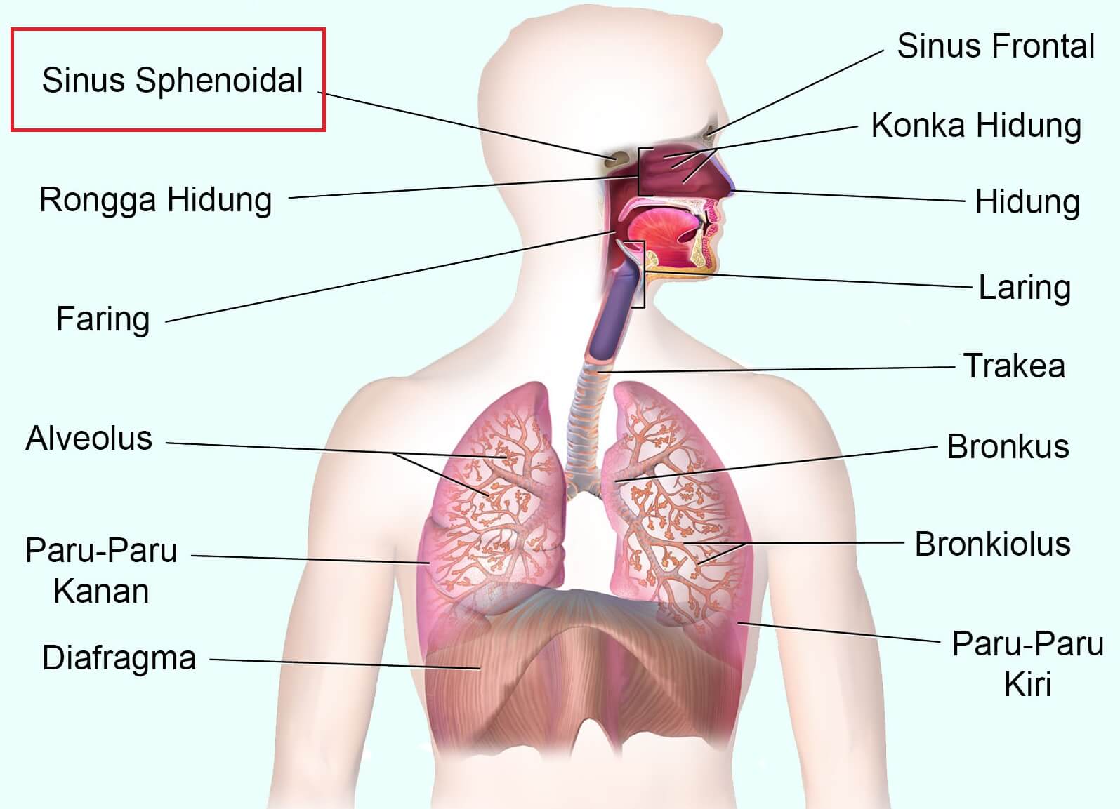 Detail Gambar Bronkus Bronkiolus Nomer 35