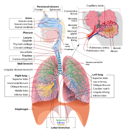 Detail Gambar Bronkus Bronkiolus Nomer 45