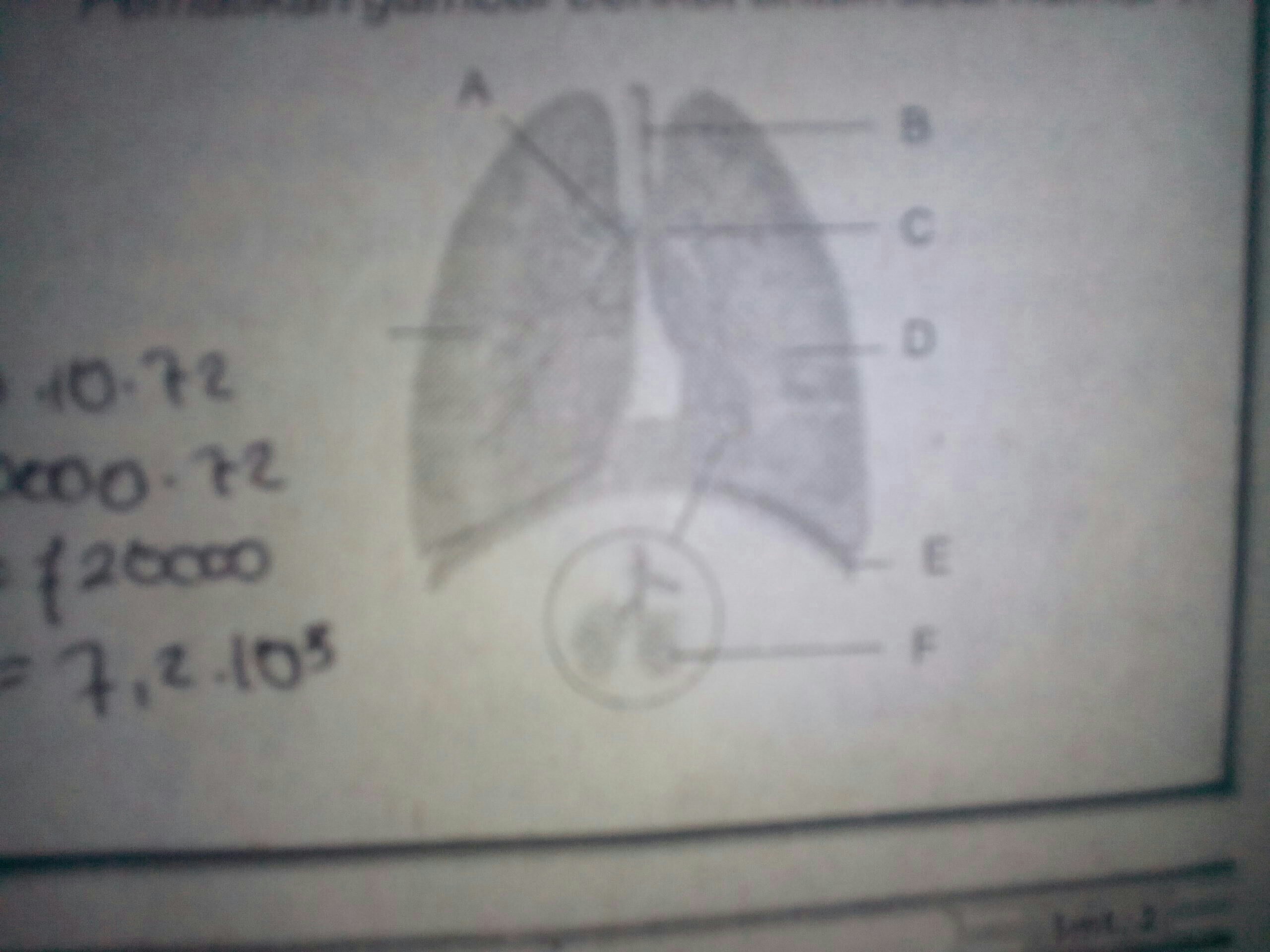 Detail Gambar Bronkus Bronkiolus Nomer 53