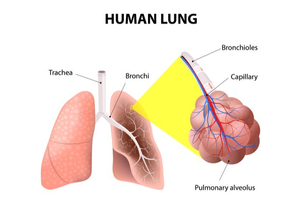 Gambar Bronkus Bronkiolus Dan Alveolus - KibrisPDR