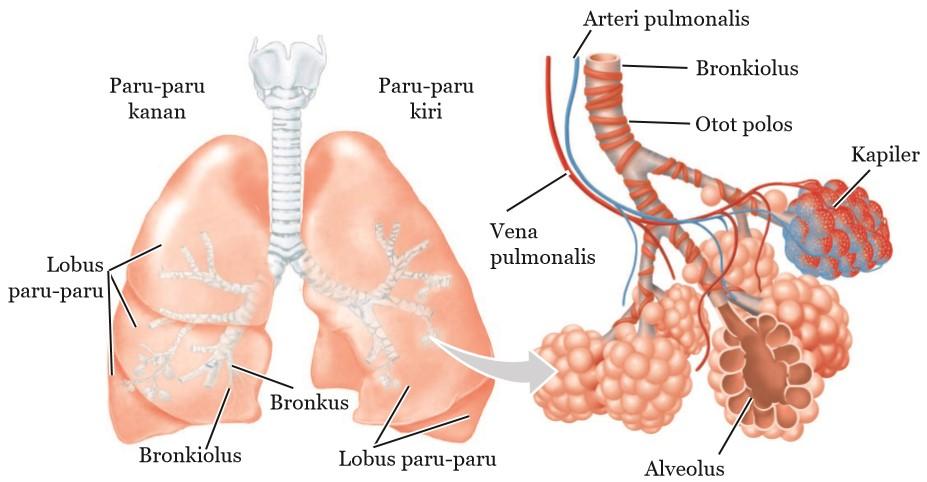 Detail Gambar Bronkus Bronkiolus Dan Alveolus Nomer 14