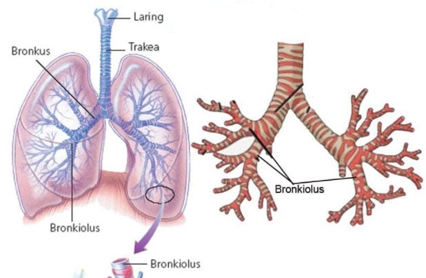 Detail Gambar Bronkus Bronkiolus Dan Alveolus Nomer 15