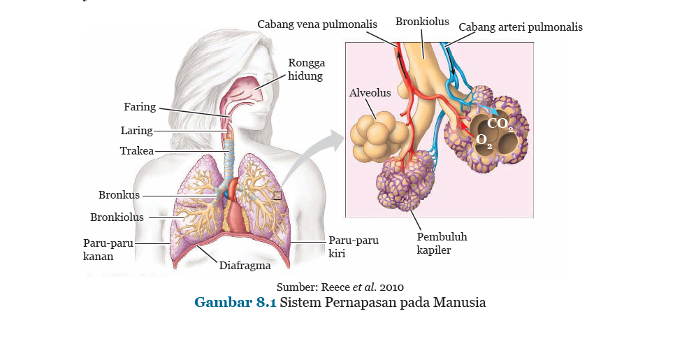 Detail Gambar Bronkus Bronkiolus Dan Alveolus Nomer 16