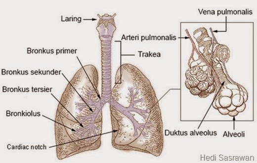 Detail Gambar Bronkus Bronkiolus Dan Alveolus Nomer 17