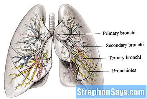 Detail Gambar Bronkus Bronkiolus Dan Alveolus Nomer 18