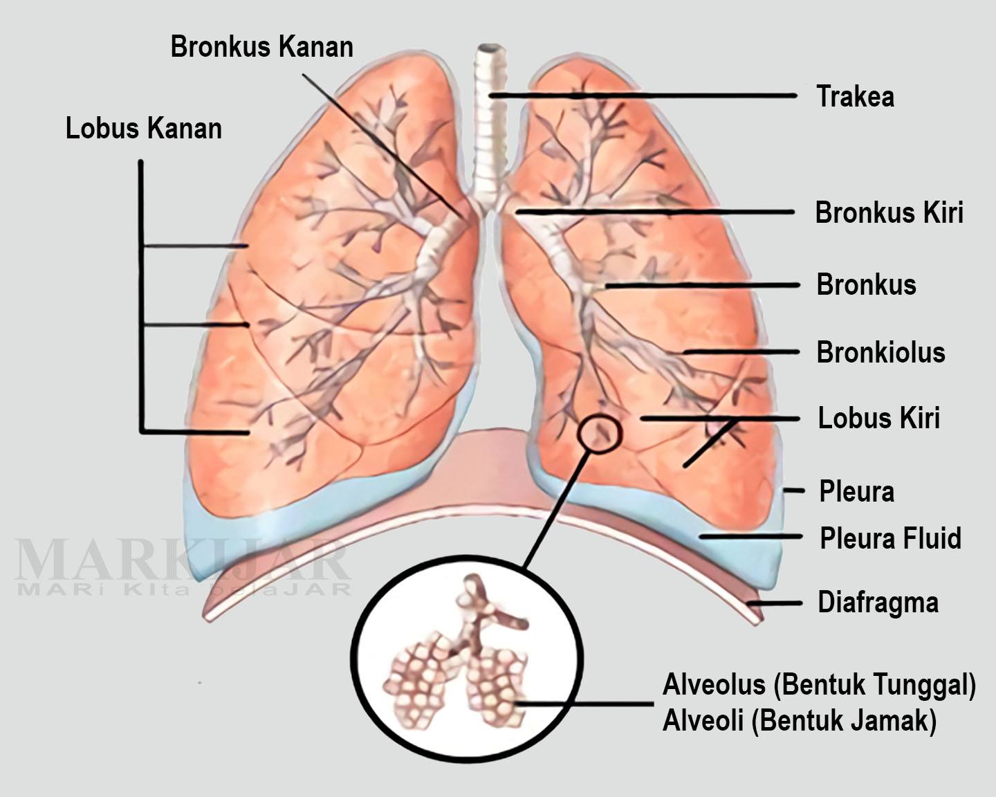 Detail Gambar Bronkus Bronkiolus Dan Alveolus Nomer 22