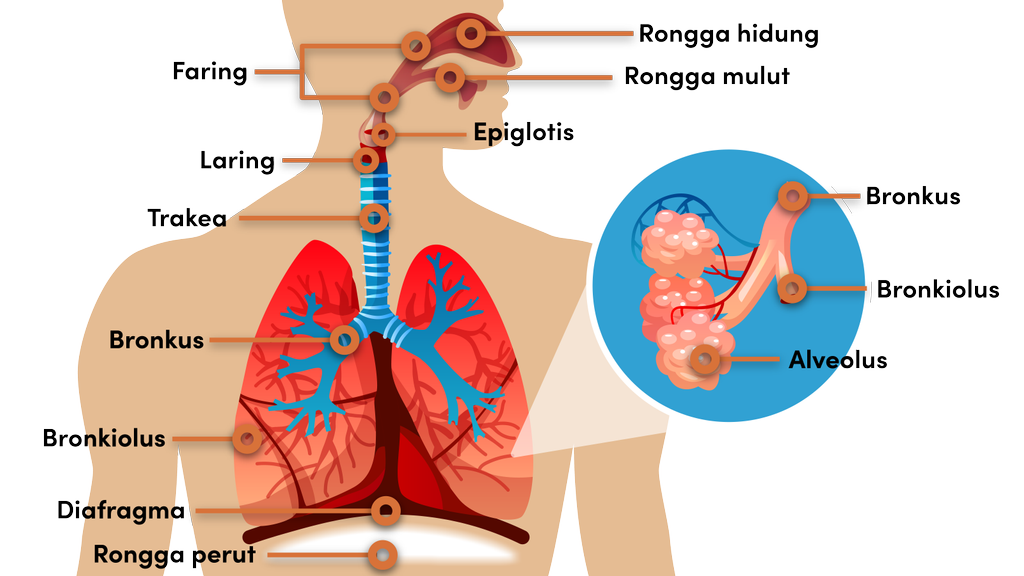 Detail Gambar Bronkus Bronkiolus Dan Alveolus Nomer 24