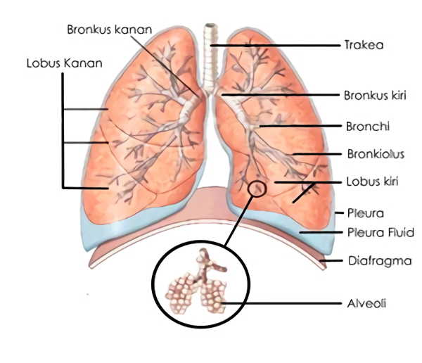 Detail Gambar Bronkus Bronkiolus Dan Alveolus Nomer 27