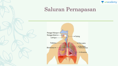 Detail Gambar Bronkus Bronkiolus Dan Alveolus Nomer 31