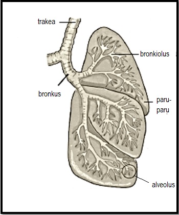 Detail Gambar Bronkus Bronkiolus Dan Alveolus Nomer 35