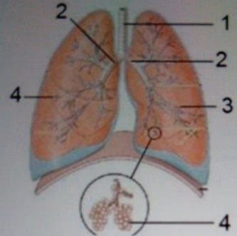 Detail Gambar Bronkus Bronkiolus Dan Alveolus Nomer 43