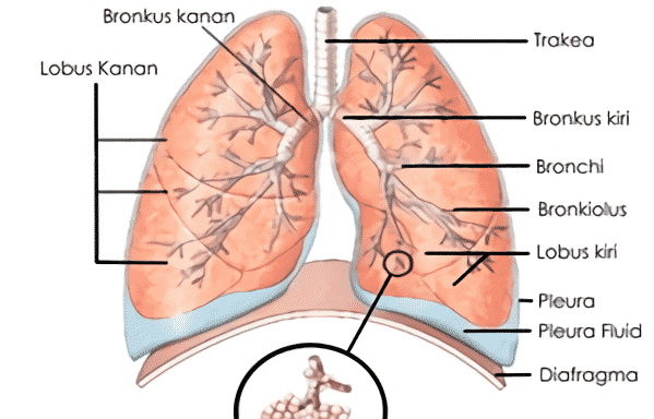 Detail Gambar Bronkus Bronkiolus Dan Alveolus Nomer 6
