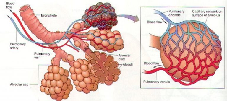 Detail Gambar Bronkus Bronkiolus Dan Alveolus Nomer 49