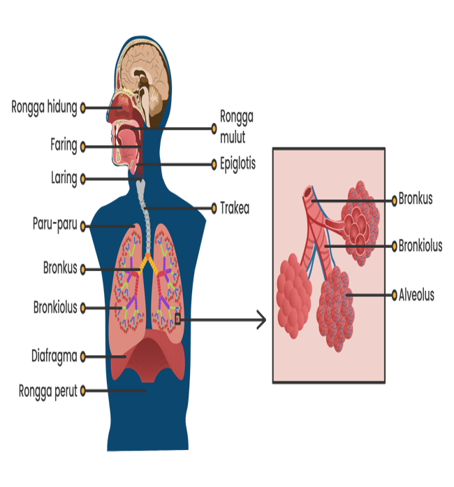 Detail Gambar Bronkus Bronkiolus Dan Alveolus Nomer 51