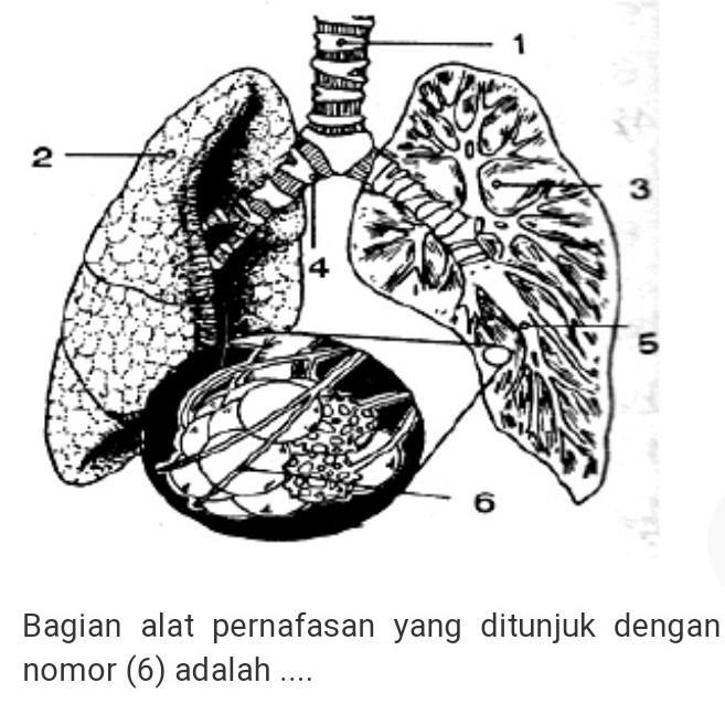 Detail Gambar Bronkus Bronkiolus Dan Alveolus Nomer 53