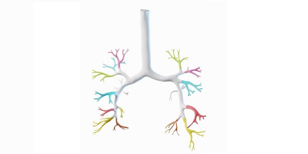 Detail Gambar Bronkus Bronkiolus Dan Alveolus Nomer 55