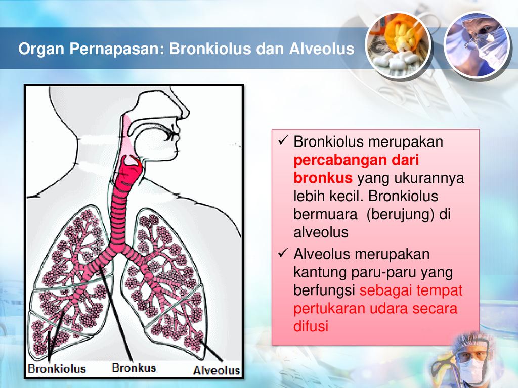 Detail Gambar Bronkus Bronkiolus Dan Alveolus Nomer 56