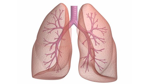 Detail Gambar Bronkus Bronkiolus Dan Alveolus Nomer 58