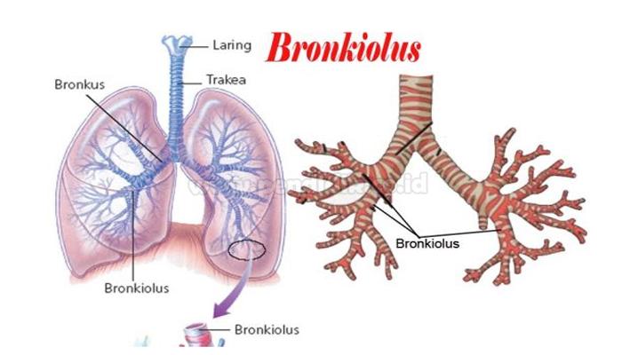 Detail Gambar Bronkus Bronkiolus Dan Alveolus Nomer 8