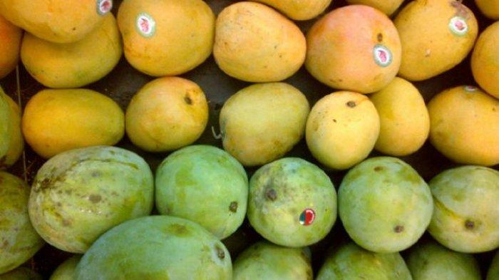 Detail Gambar Buah Alpukat Sendirian Gambar Buah Mangga Hijau Sendirian Nomer 23