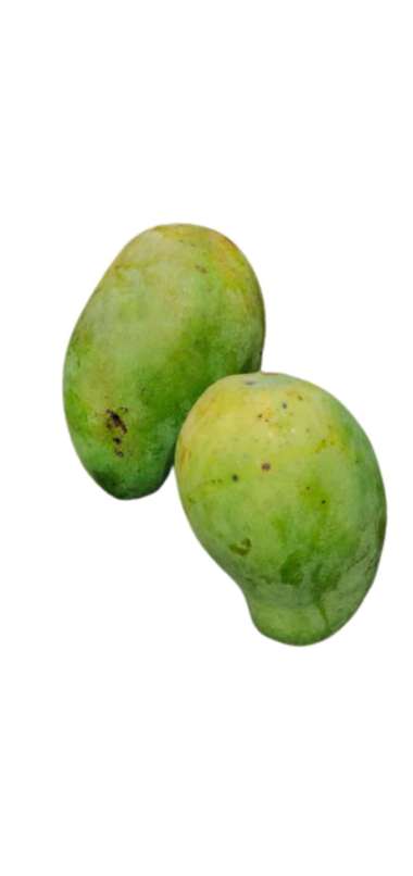 Detail Gambar Buah Alpukat Sendirian Gambar Buah Mangga Hijau Sendirian Nomer 5