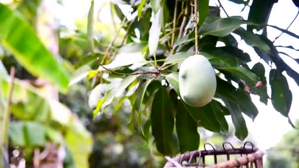 Detail Gambar Buah Alpukat Sendirian Gambar Buah Mangga Hijau Sendirian Nomer 44