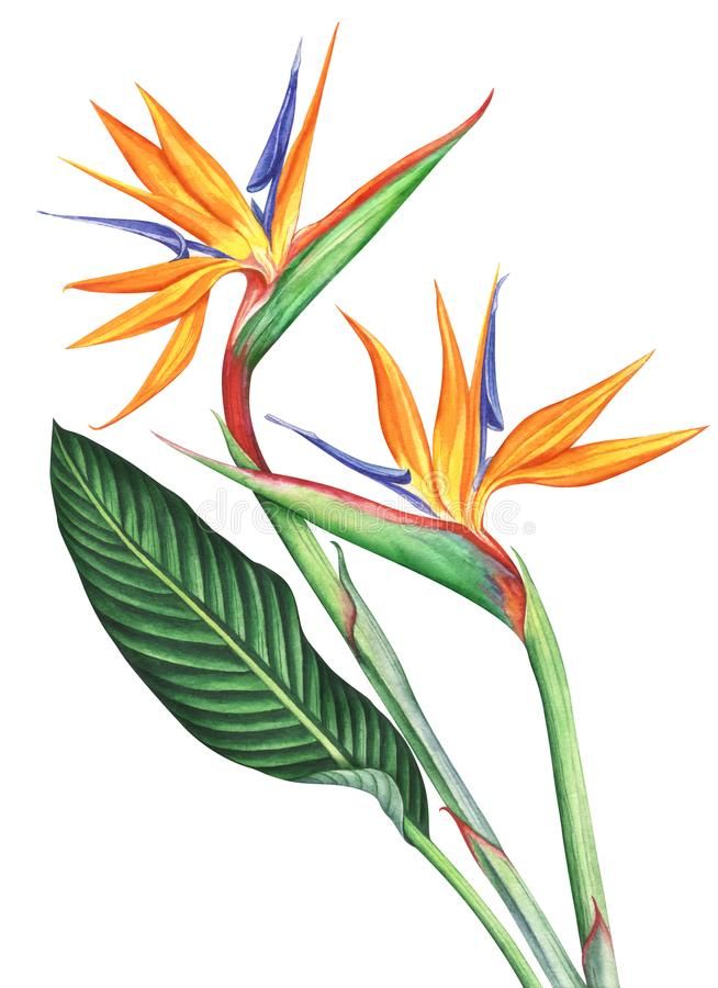 Detail Flower Aquarell Tattoo Nomer 10