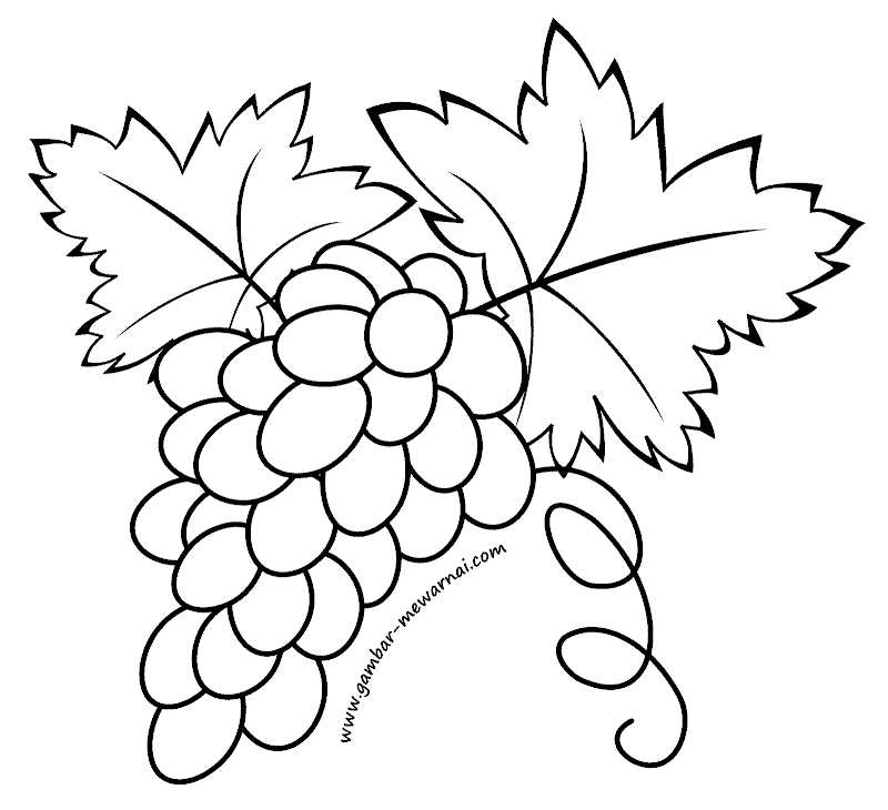 Detail Gambar Buah Anggur Hitam Putih Nomer 5