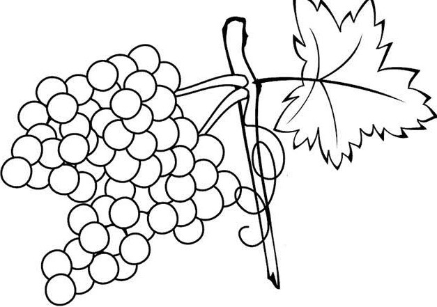 Detail Gambar Buah Anggur Hitam Putih Nomer 55