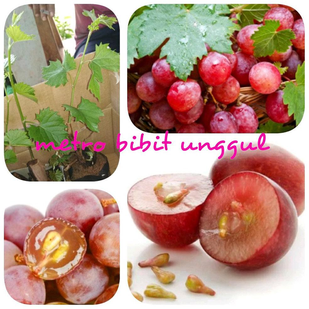 Detail Gambar Buah Anggur Merah Nomer 36