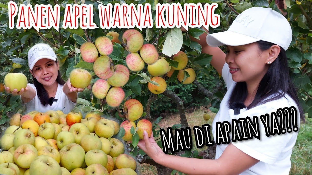 Detail Gambar Buah Apel Dan Jeruk Nomer 40