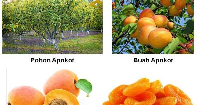 Detail Gambar Buah Aprikot Nomer 17