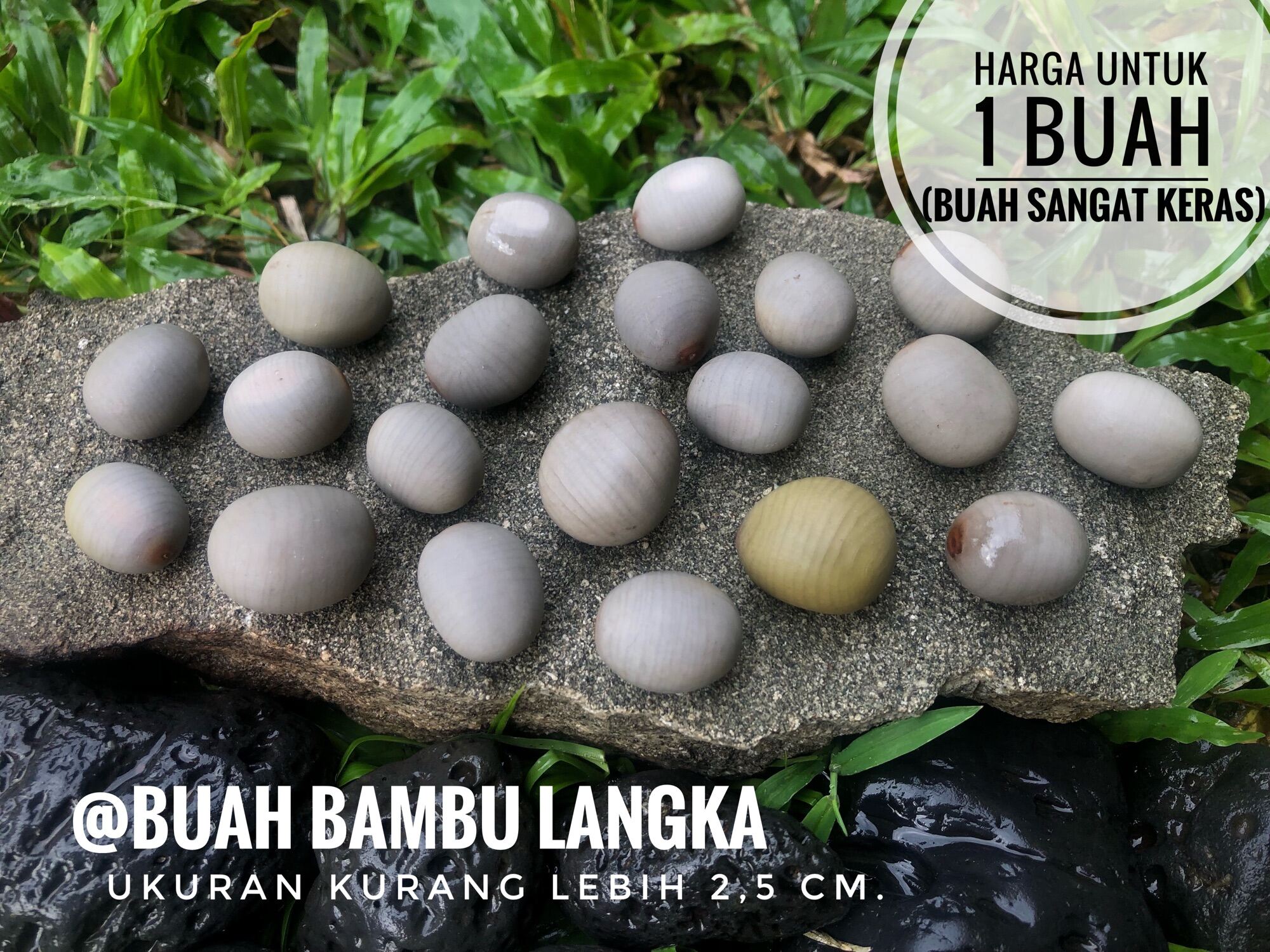 Detail Gambar Buah Bambu Nomer 14