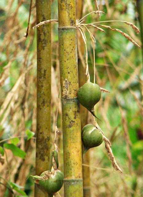 Detail Gambar Buah Bambu Nomer 4