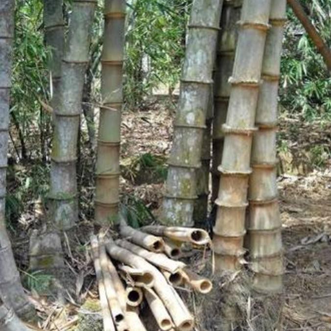 Detail Gambar Buah Bambu Nomer 35