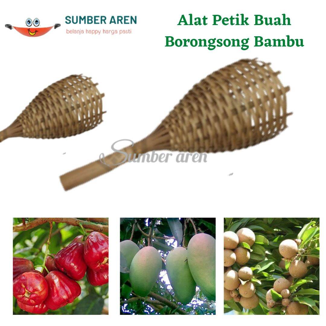 Detail Gambar Buah Bambu Nomer 43